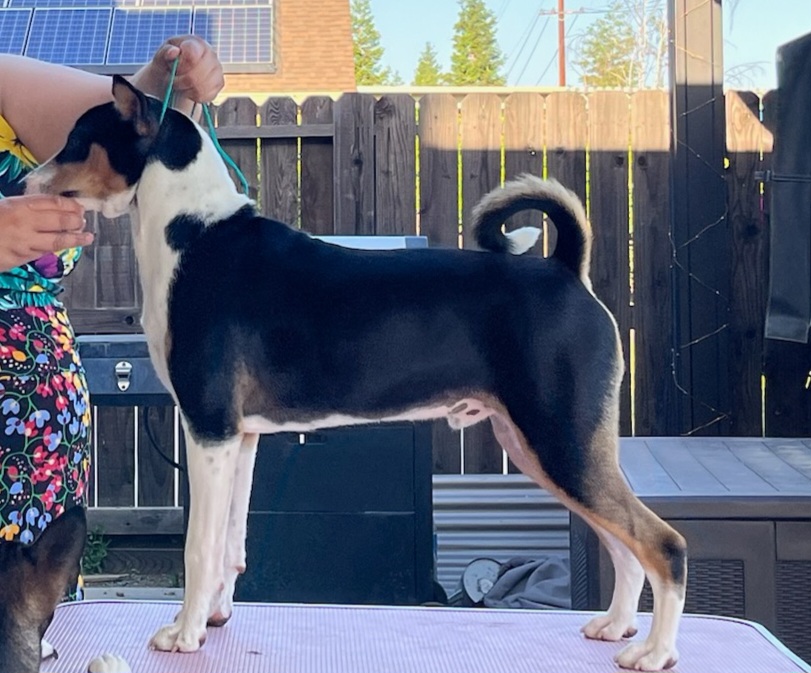 Kinetic Lukuru Wyrd And Wyld With Fopaws