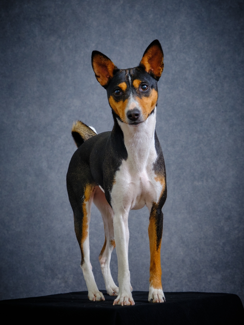 Fopaws Lukuru Wyrd Sister At Kinetic