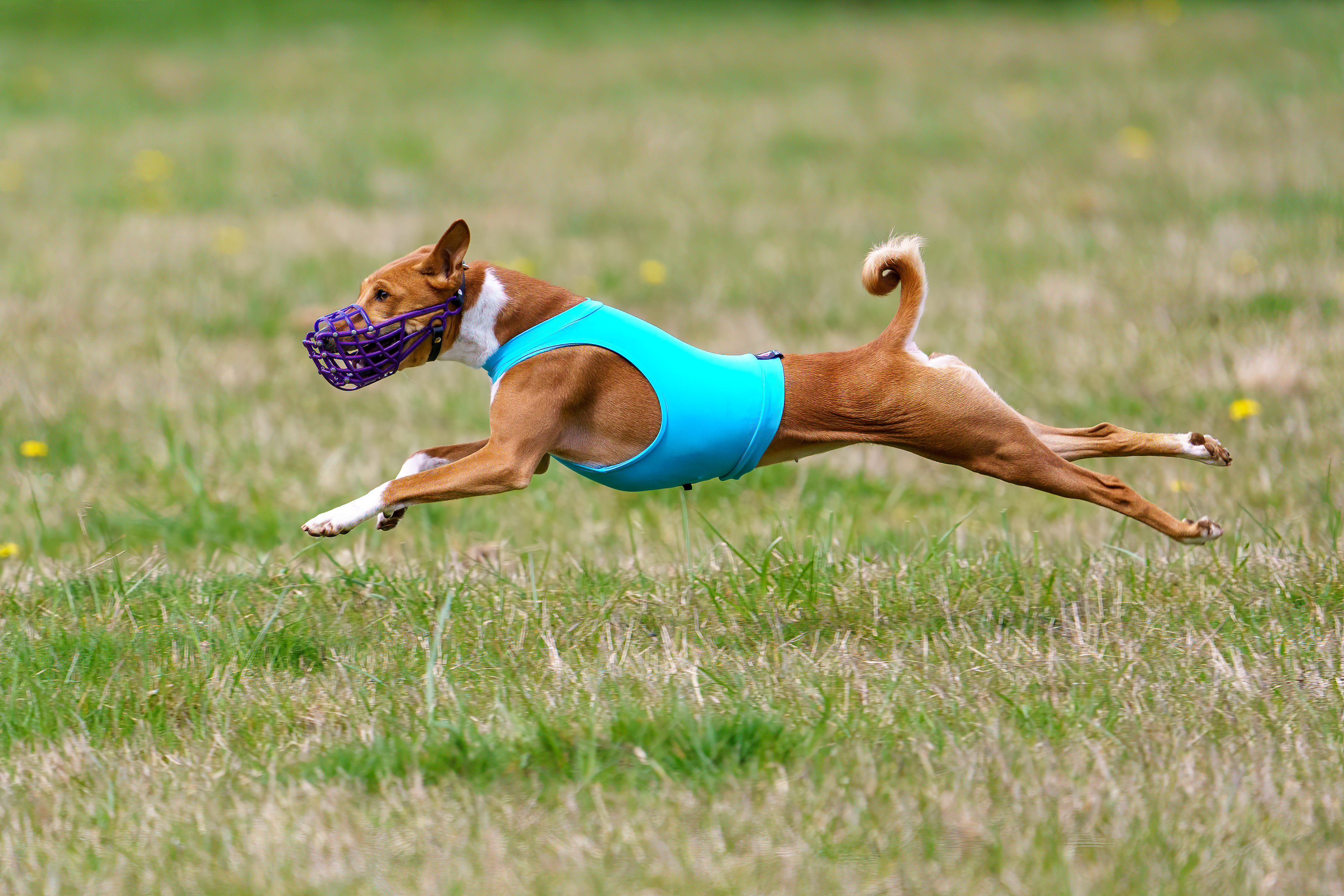 Relic’s Tribal Dance With Zamaradi