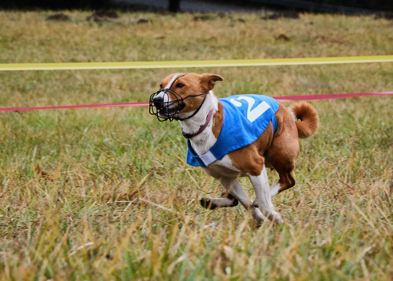 Jumoke’s Hula Dancer