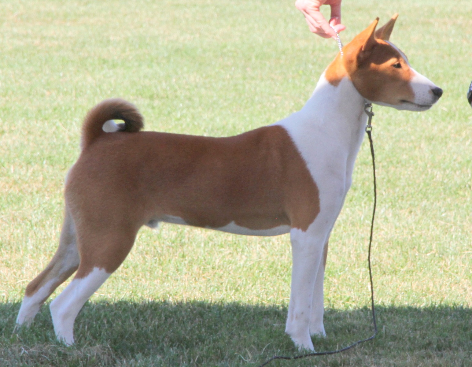 Taji’s hAfrican Chief